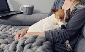 Skin Rashes Caught From Dogs Cuteness