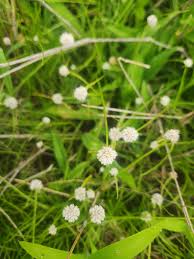 Image result for Cyperus dubius