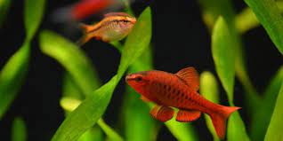 This colorful freshwater fish has one of the more unique patterns out there. Easy Schooling Fish The Aquarium Guide