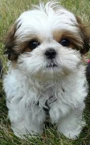 A healthy coat means a happy dog… well, in most cases. 480 Shit Tzu Ideas In 2021 Shih Tzu Puppy Shih Tzu Dog Shih Tzu