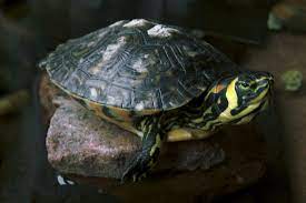 The yellow belly slider is a type of reptile that can be found in many parts of the world. Red Eared Slider Yellow Bellied Slider Wikipedia