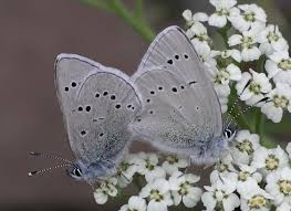 Image result for Cyrtorchis glaucifolia