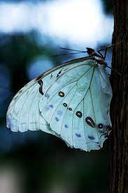 Butterfly Is Coming With The Spring Bellos Insectos Imagenes De Mariposas Bonitas Fotos De Mariposas
