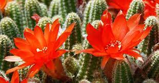 The amount will depend christmas cactus with white flowers | click here to purchase. Flowering Cactus How To Make Cactus Flower All Year Round