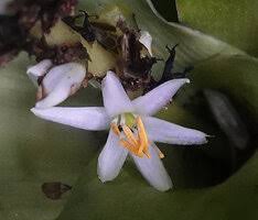 Image result for Chlorophytum stenopetalum