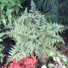 Image result for Athyrium