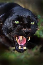 Kara Panter Black Panther Panosundaki Pin
