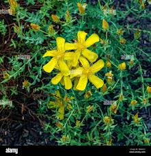 Image result for Hypericum quartinianum