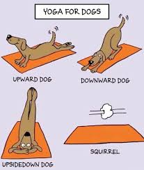 Yoga Meme Yoga Meme Dog Yoga Upward Dog