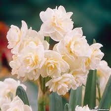 White Paperwhite Bulbs Erlicheer Narcissus Tazetta Indoor Daffodils Erlicheer Farmers Market Flowers Bulb Flowers Paperwhites