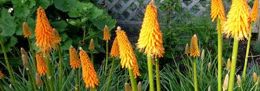 Image result for Kniphofia dubia