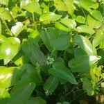 Image result for Heteranthera callifolia