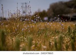 Image result for Wahlenbergia undulata