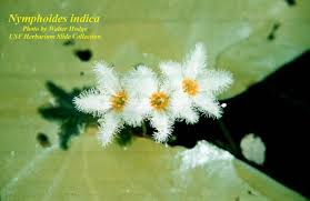 Image result for Nymphoides senegalensis