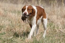 Maybe you would like to learn more about one of these? Brittany Dog Breed Information