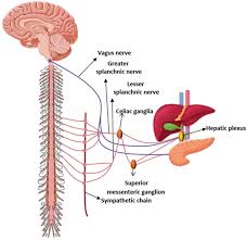 The pancreas has an elongated and tapered structure that can be divided into 4 parts; A Schematic Overview Of Normal Pancreas And Liver Innervation By The Download Scientific Diagram