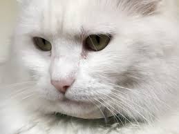 Fundraiser by Cory Jones : In Memory of Kiddo: Vet Bill Assistance