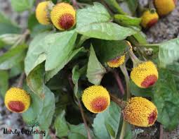 Image result for Spilanthes