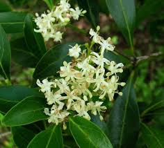 Image result for Psydrax parviflora