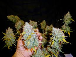 September 1, 2021 trying 100% organic need input. Pagrindinis Ä¯spudingas Teismo Medicina Autoflower Led Compositionroofguys Com