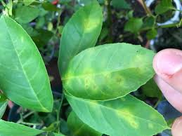 All art prints include a 1 white border around the image to allow for future framing and matting, if desired. Meyer Lemon Yellow Spots Blotches On Leaves Dropping