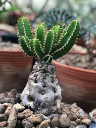 Image result for Euphorbia mlanjeana