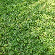 Di pasaran kisaran harga rumput taman ini adalah rp 15 ribu per meter. Benih Rumput Gajah Mini Bibit Rumput Gajah Mini Lazada Indonesia