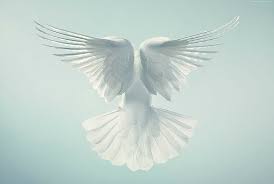 Encuentre la fotografía palomas perfecta. Paloma Blanca Volando Paloma Alas Hd Fondo De Pantalla Hd Wallpaperbetter
