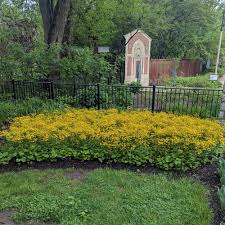 Image result for Catunaregam obovata