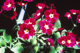 Image result for Cyclamen parviflorum