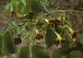 Image result for Markhamia