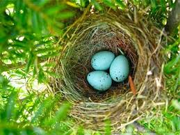 Bird Eggs For Sale In India Welcome To Spring Spring Sign Beautiful Birds Spring Time