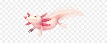 Check out these awesome videos to learn how to draw all kinds of animals and get some valuable practice in drawing textures like fur, hair, scales, skin, feathers, and a lot more. Axolotl Drawing Axolotl Drawing Free Transparent Png Clipart Images Download