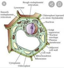 We did not find results for: Draw A Labelled Diagram Of Plant Cell Describe The Structure And Function Of Organelles Of Cell Brainly In