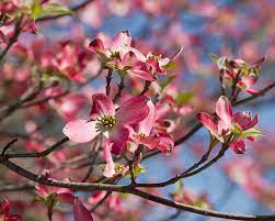 We did not find results for: Pink Flowering Dogwood Tree Cornus Florida Photograph By Kathy Clark