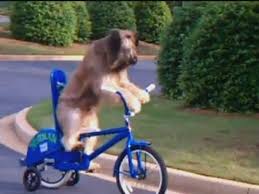 I bought the bike and tricycle and i can't seem to ride either. Norman The Bike Riding Dog Cycles Along Street Youtube