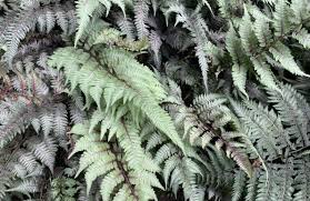 Image result for Athyrium newtonii