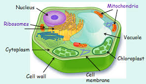 1 Cell Structure Plant And Animal Cells Plant Cell Plant Cell Drawing