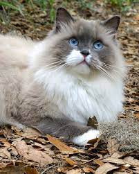 Do blue ragdoll cats also have blue eyes? Blue Eyed Ragdoll Cat Photograph By Larry Allan