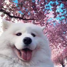 It comes with a cute flower applique, but choose any applique you like if making it for the boys. Happy Dog With Flowers Too Cute To Bear