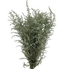 Image result for Stoebe