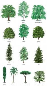 Consider This Significant Photo As Well As Visit The Offered Relevant Information On Decorative Trees For Landscapin Trees To Plant Conifer Trees Tree Painting