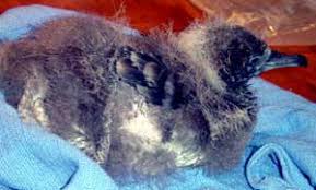 Depending on their age and species, baby birds may eat every 10 to 20 minutes for 12 to 14 hours per day, consuming a diet rich in insects for sufficient protein to ensure healthy growth. What To Do With An Injured Or Baby Bird