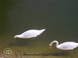 Pin By غسان العلي On صور مشكلة حيوان وحشرات وطيور Animals Flamingo Bird