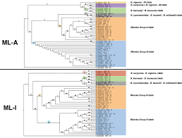 Image result for Brachystegia allenii × boehmii