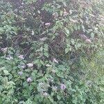 Image result for Vernonia brachycalyx