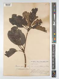 Image result for Terminalia superba