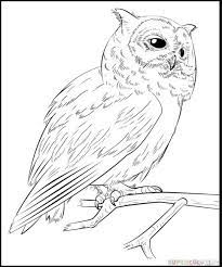 Burung elang, merak, merpati, kakak tua, beo, garuda, perkutut, nuri, atau burung apa nih? Halaman Download Gambar Kolase Burung Dara Kumpulan Sketsa Gambar Burung Elan