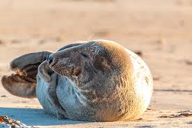 A charity that works around the clock to rescue, rehabilitate and release imperiled seals from across. Unterschied Seehunde Seelowen Seebaren Walrosse Seeelefanten Alles Robben Passenger On Earth