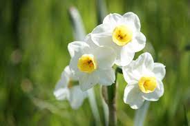 Red anemones sprang from the earth where the drops of adonis's blood fell. Narcissus Daffodil A To Z Flowers